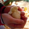 岡山に行ってきたよ・主に動物園編