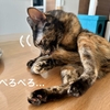 みんな大好き愛猫のしっぽ。