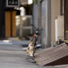 近隣繁華街のねこさん