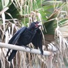 ハシブトガラス親子