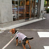 犬可店　YELLOW KOMAZAWA KOEN