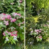 海蔵寺まで，道すがら，例によって花を写真を撮りながらの散歩．宿根バーベナ，ヒメヒオウギスイセン---．トクサの花のように見える胞子嚢穂がツクシそっくりなことを改めて確認．海蔵寺は萩の寺として知られていますが，その一部が開花していました．紫陽花は，数は多くないものの，手入れがしっかりなされている印象．他に，マツバギク，イワタバコ，ホタルブクロ----．ハナショウブは庫裏前に．書院前の池のスイレンも開花していました．