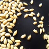 早く芽を出せ米の種　・　やっと籾播き
