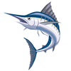 カジキマグロに関する雑学！