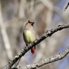 ヒレンジャク, Japanese Waxwing