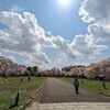 桜を見納めに小金井公園に行ってみた。（小金井市関野町）