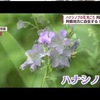 【熊本】ハナシノブが見ごろ