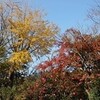 紅葉狩りー源氏山公園
