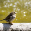 ピアノと私と鳥と。