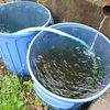 【隠居の朝の一言　キッシーの投げた金と天からの恵み　05/13】