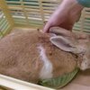 【迷子うさぎ】茶うさぎ(推定３才♂)＠川崎市動物愛護センター収容：お心当たりの方はご一報ください #usagi #kawasaki