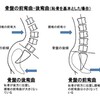 骨盤と子宮後屈。