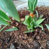 謎球根の謎植物の成長記録