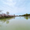 長岡天満宮の桜