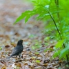 新緑の森のクロツグミ