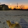 薄っすら積雪の早朝散歩