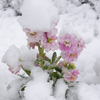 今年は雪が多いらしい