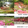 春から初夏の花７　ツツジ２　ツツジの名所が日本全国で知られています．残念ながら，今年はその多くが閉園．ツツジは日本だけではなく世界でも好まれている花「ツツジ科ツツジ属Rhododendronのうち、シャクナゲ類を除いた半常緑性または落葉性のものの総称」　ツツジ科植物に含まれている有毒成分として“グラヤノトキシン grayanotoxin"　が知られています．全てのツツジ科植物，ツツジ属植物に含まれているわけではありません．