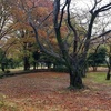 雨の稲田公園