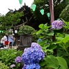 ✿白山神社のあじさい❗