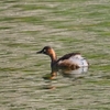 龍潭池のカイツブリ