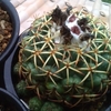 植え替えてから絶好調