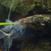 オオサンショウウオ Andrias japonicus