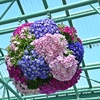 上を向いて歩こう