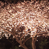 八重桜