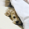 ニゴ寝