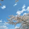桜咲く3月下旬の塗り絵と混沌の極楽鳥展。