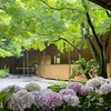 重要文化財「一条恵観山荘」で紫陽花とコーヒーを。