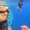 【潜水編】シナイ半島最南端の海中世界へ！Ras Mohamed National Reserveでのシュノーケリング体験記②