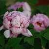 見頃を迎えた牡丹の花　河南省洛陽