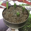 （リトルガーデン）サボテン　種植えてから約七ヶ月半くらいの様子