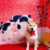 2021スタート🎍今年もよろしくお願いします！！柴犬『きなこ』のご挨拶🎍おせち料理