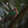 Emerald Dove　キンバト