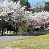 セカンドハウス付近の今日の桜