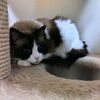 ねここさん、膀胱炎になる。