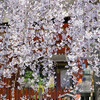 吉田神社・斎場所大元宮の幽斎桜