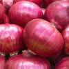 Onion Suppliers Maintain Extensive Stock of Red, Green and White Onions