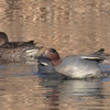 鳥撮日記　コガモだけでも良いじゃないか！鳥運の反動💦