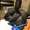 No.170909TT-rabbitF（うさぎ 2〜3歳 1.3kg ♀)