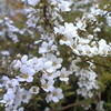 　白い花
