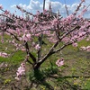 塩山桃源郷へ行く。桜も桃の花も咲いていた！