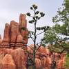 アクティブなお一人様&#127984;　反芻編　その2 植物