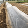 播種してみたものの発芽率が悪かったのは雨不足ではなくて・・・