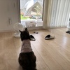 てんとってば。