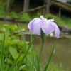 滝谷の花菖蒲園、後編パート５。