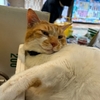 飲食店応援 鶴盛楼さん / 鯉々さん / 金子半之助さん / 八百屋の猫店長めいちゃん (2306)